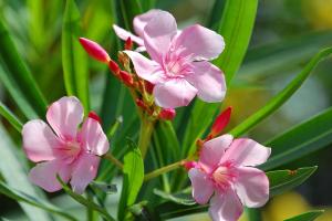 Lợi ích bất ngờ từ việc trồng cây xanh trong nhà cải thiện sức khỏe