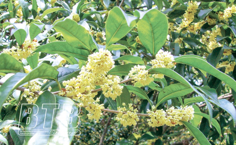 Mộc hương là cây gì mà hoa tuôn như suối, thơm khắp làng, bán thu tiền tỷ