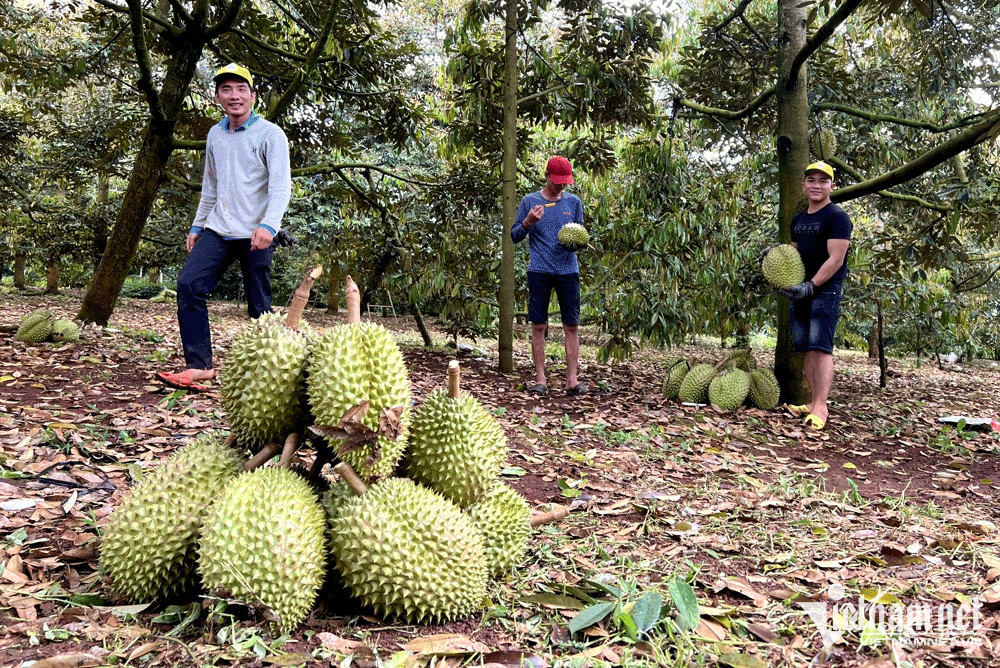 Không thể hát mãi điệp khúc 'giải cứu', người dân nông phải chịu đau