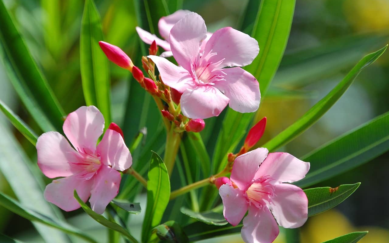 Lợi ích bất ngờ từ việc trồng cây xanh trong nhà cải thiện sức khỏe